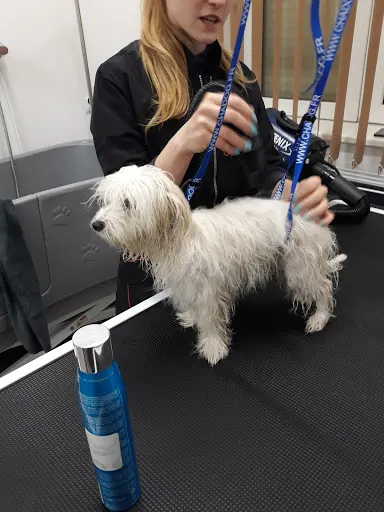 "Pieskie Sprawy" - Salon fryzjerski dla psów (strzyżenie i inne zabiegi pielęgnacyjne)